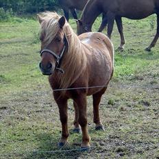 Shetlænder Ranaldi *SOLGT*