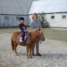 Shetlænder Ranaldi *SOLGT*