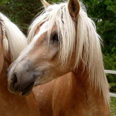 Tyroler Haflinger Whipster Elghuset - SOLGT