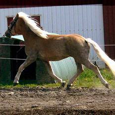 Tyroler Haflinger Whipster Elghuset - SOLGT