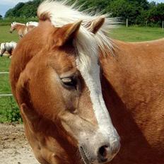 Tyroler Haflinger Kathi - Død 