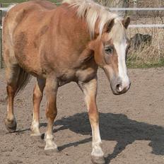 Tyroler Haflinger Kathi - Død 