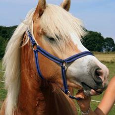 Tyroler Haflinger Sylgiva