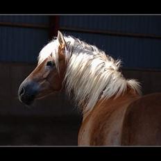 Tyroler Haflinger Hella