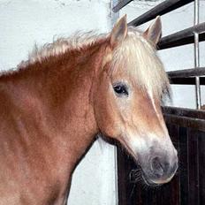 Tyroler Haflinger Hella