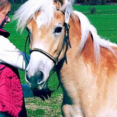 Tyroler Haflinger Hope Elghuset - SOLGT