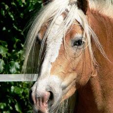 Tyroler Haflinger Grace