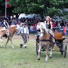 Tyroler Haflinger Grace
