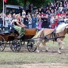 Tyroler Haflinger Grace