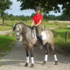Welsh Partbred (Sec F) Mr. Morgan*solgt*