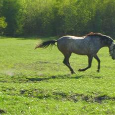 Welsh Partbred (Sec F) Mr. Morgan*solgt*