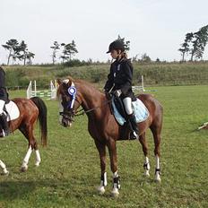 Anden særlig race Starlight <33