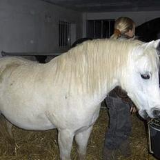 Welsh Cob (sec D) Revalla SOLGT!