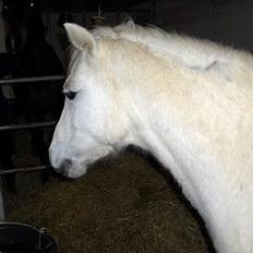 Welsh Cob (sec D) Revalla SOLGT!
