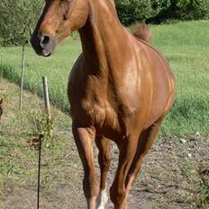 Dansk Varmblod Bella