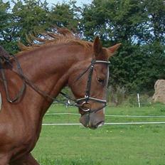 Dansk Varmblod Maxime De Chazelle