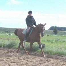 Dansk Varmblod Maxime De Chazelle