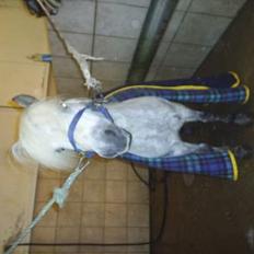 Shetlænder Stenaergaards Mimi R.I.P