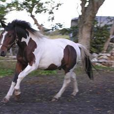 Pinto  *Ravnholts Santos* R.I.P