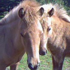 Islænder Ubbi fra Vestergaard