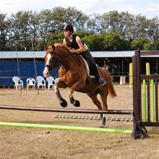Dansk Varmblod Schubert Ray