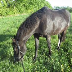 Dansk Varmblod G. Sweetie R.I.P' savnet.