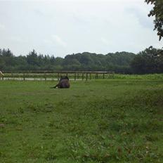 Dansk Varmblod G. Sweetie R.I.P' savnet.