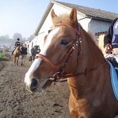 Anden særlig race Walker - VSR