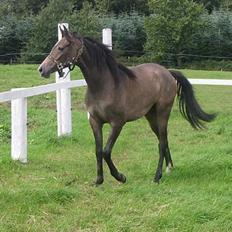 Arabisk fuldblod (OX) Gantrup fresiah ox