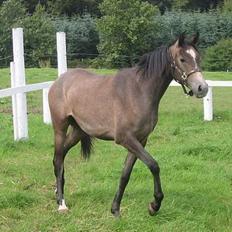 Arabisk fuldblod (OX) Gantrup fresiah ox