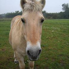 Fjordhest Laban <3 
