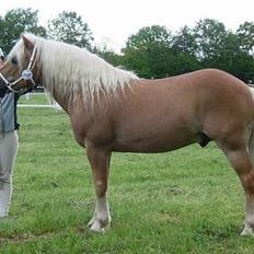 Haflinger Koldborgs Aslak