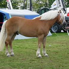 Haflinger Koldborgs Aslak