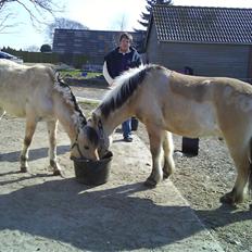 Fjordhest Østerskov´s Winner SOLGT