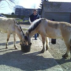 Fjordhest  Østerskov´s Winner SOLGT