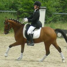 Welsh Pony (sec B) Chico "SOLGT"