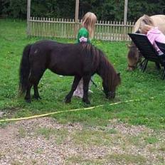 Shetlænder sille solgt