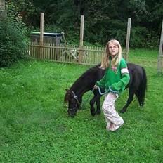 Shetlænder sille solgt