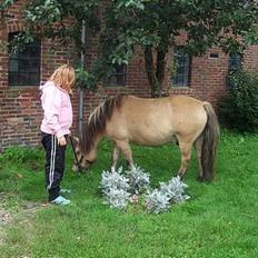 Anden særlig race filex   solgt