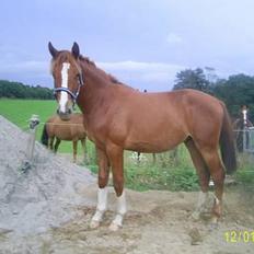 Frederiksborg Sebastian (Solgt)