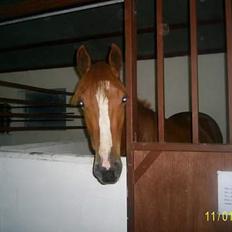 Frederiksborg Sebastian (Solgt)