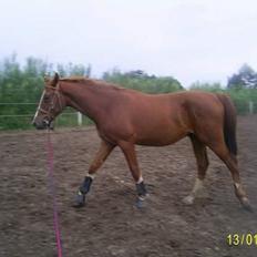 Frederiksborg Sebastian (Solgt)