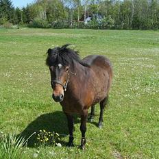 Anden særlig race Bjørn (Solgt)