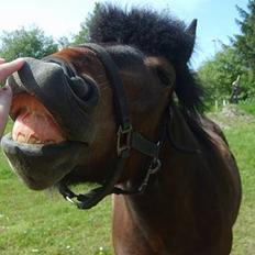 Anden særlig race Bjørn (Solgt)