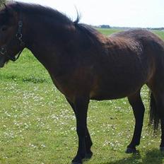 Anden særlig race Bjørn (Solgt)