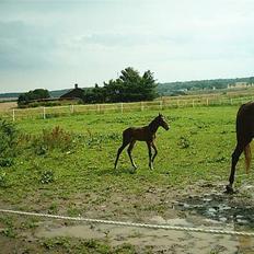 Traver Nickodemus Spirit