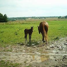 Traver Nickodemus Spirit