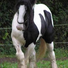 Irish Cob  Galloway of Cumro