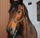 Dansk Varmblod Ratina RDH hoppe "RIP"