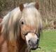 Haflinger Koldborgs Aslak